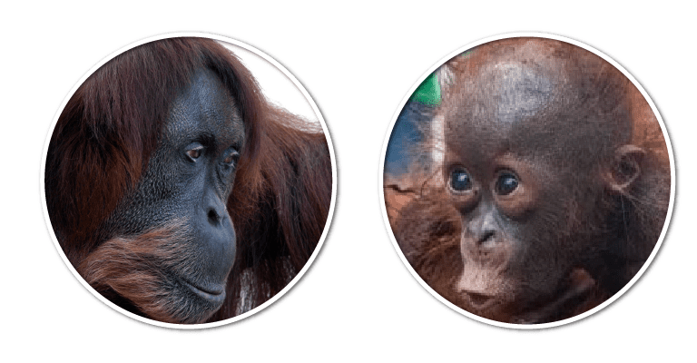 liuheyi eye bag fat 3